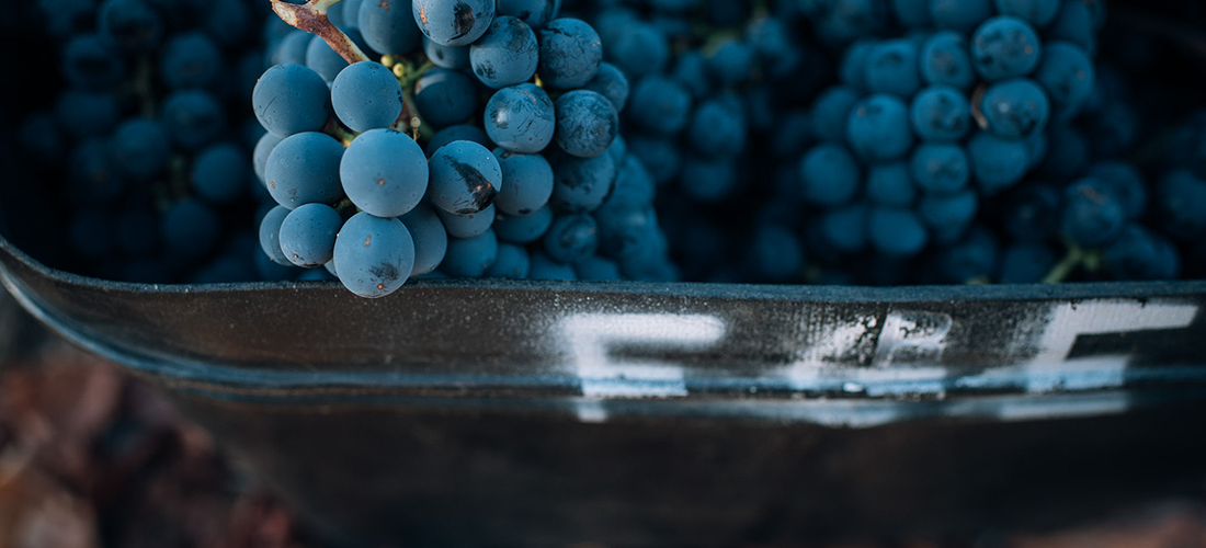 Grapes at Fraser Gallop Estate